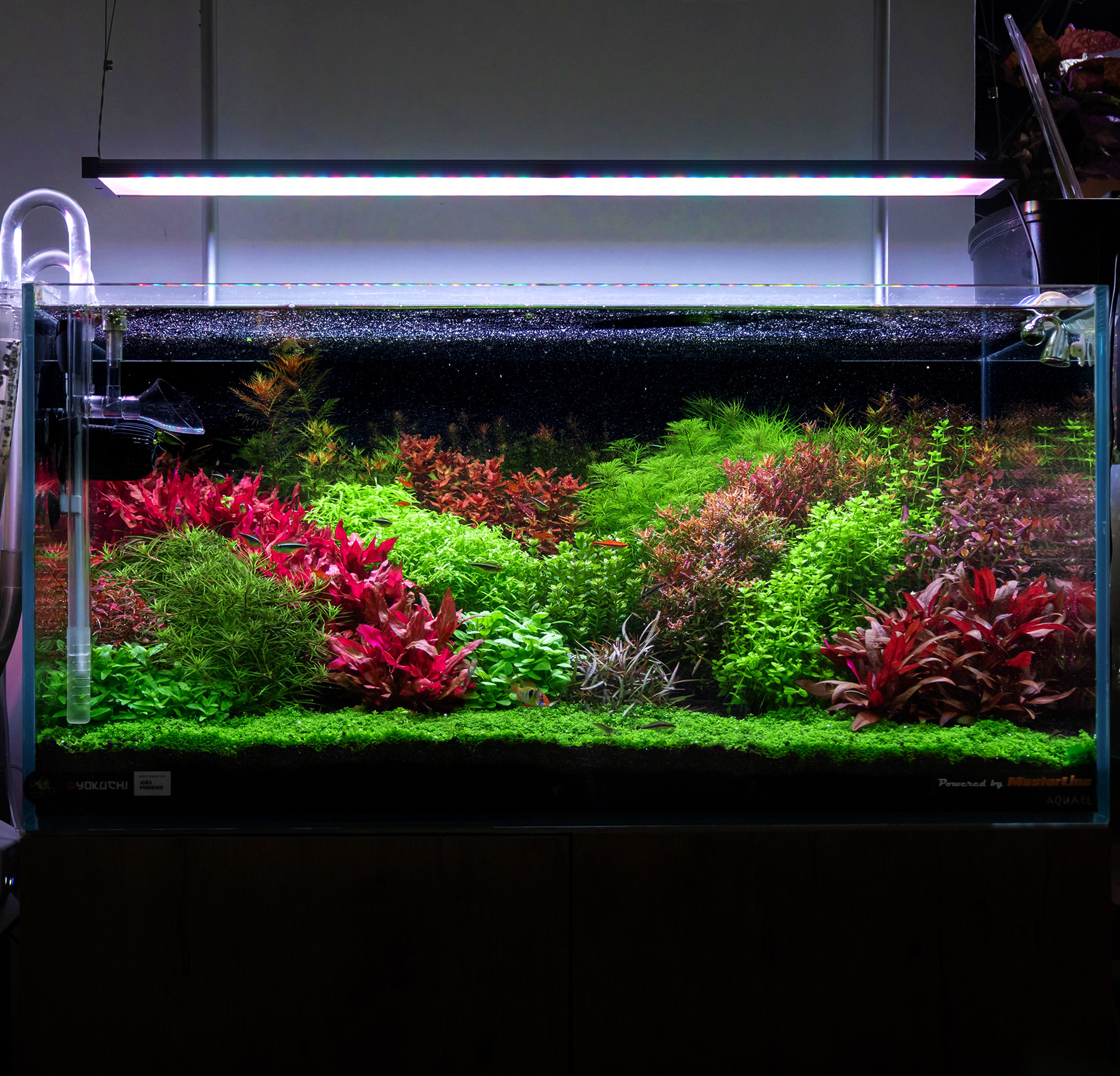 Aquário estilo holandês com camadas densas de plantas verdes e vermelhas sobre fundo negro