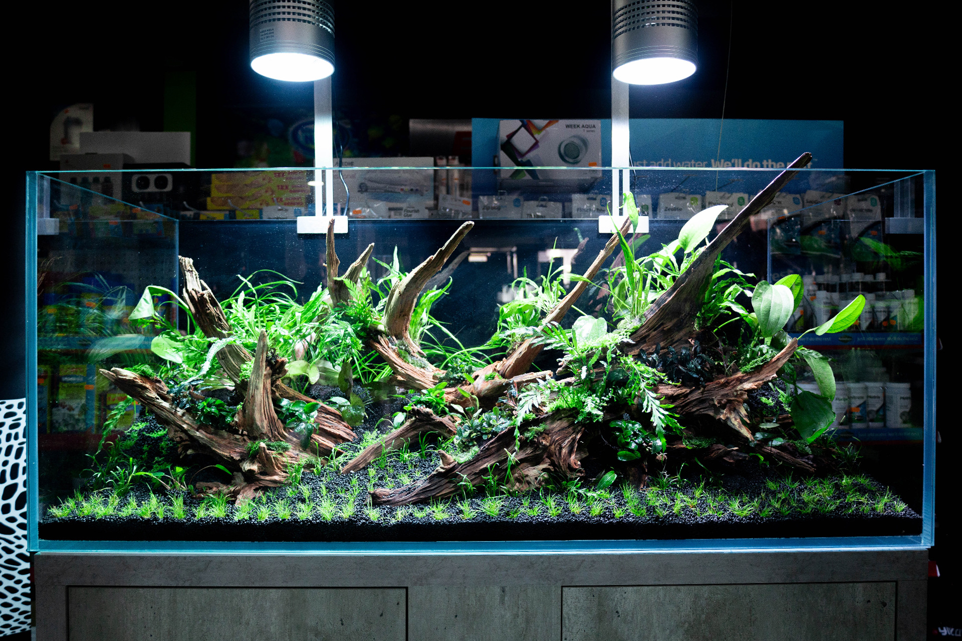 Aquário plantado recém-montado com troncos ramificados e plantas verdes, iluminado por dois focos suspensos num espaço escuro