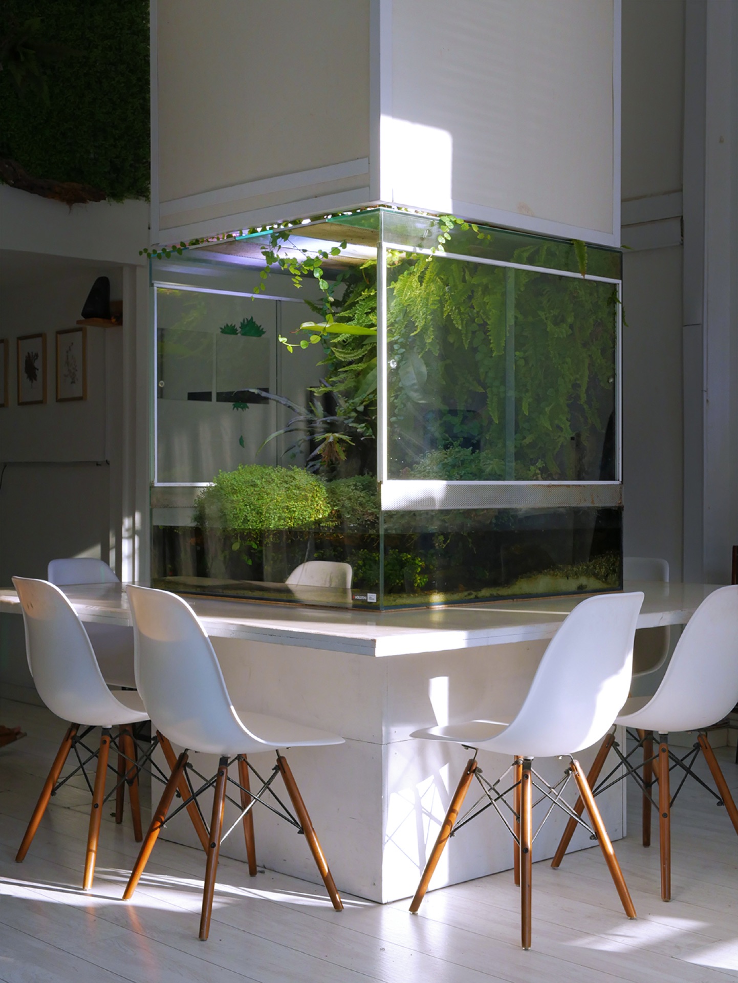 Paludário de canto sobre mesa branca com cadeiras Eames, num interior branco banhado por sol
