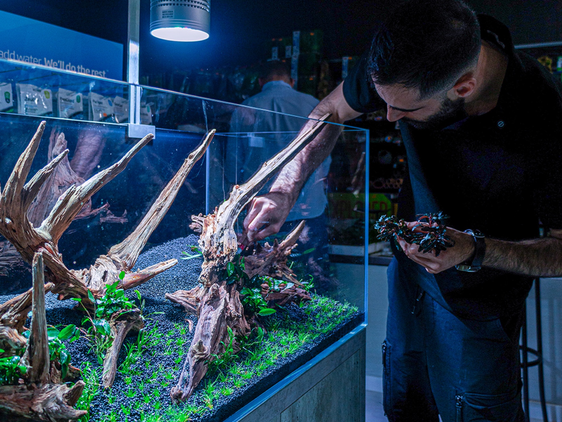 João Pinheiro debruçado sobre o aquário a posicionar plantas entre os troncos, sob um foco de luz
