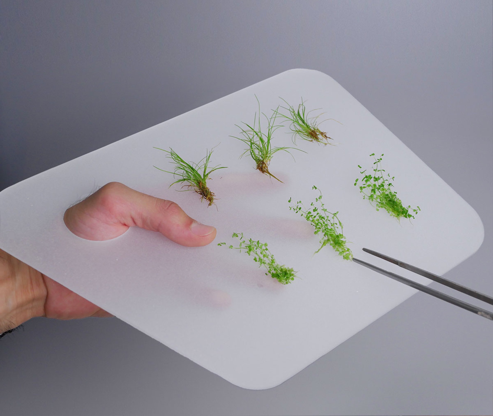 Mão segura uma paleta branca com tufos de plantas verdes e uma pinça de inox