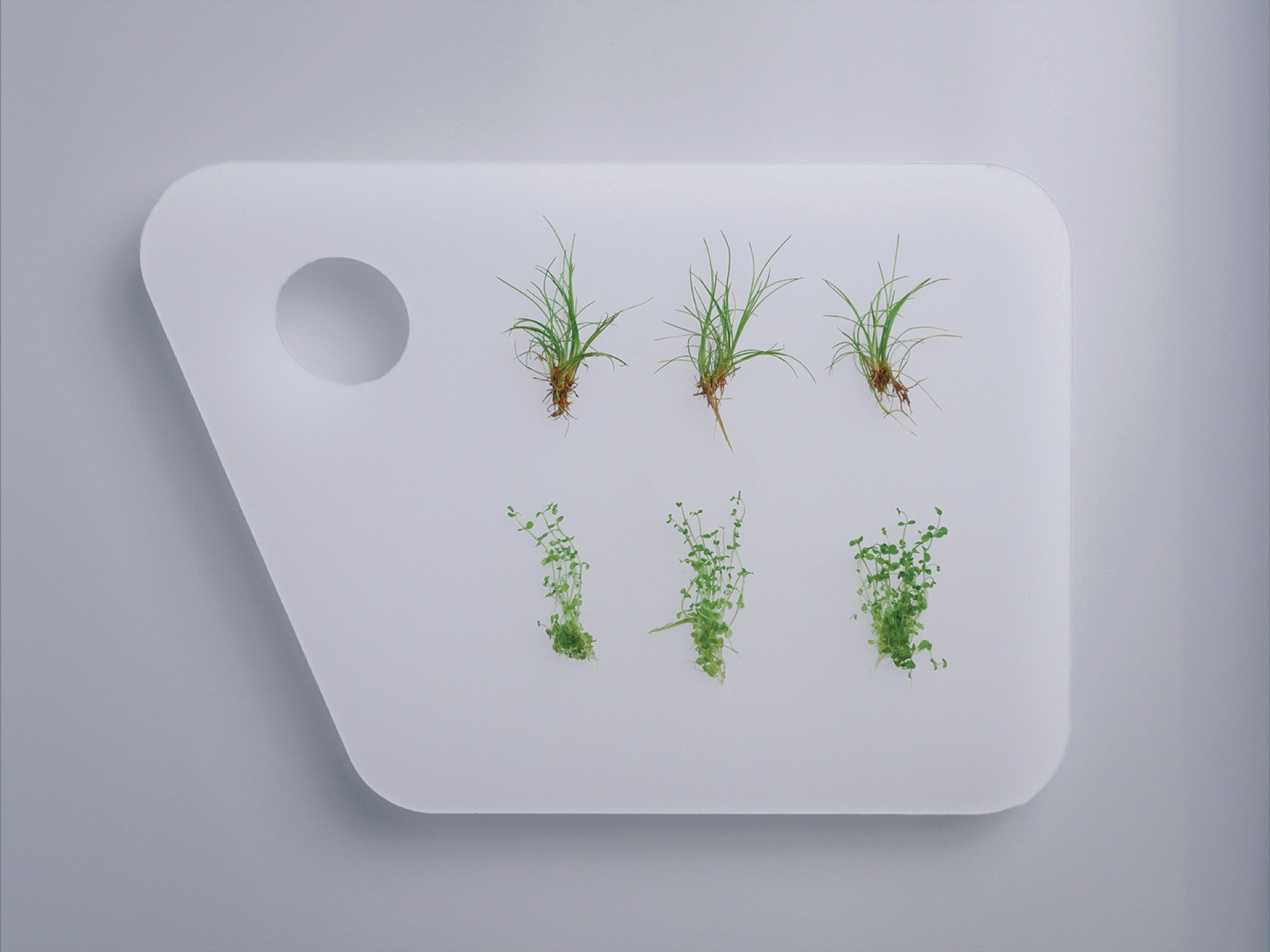 Paleta IRO vista de cima com duas filas de plantas verdes frescas