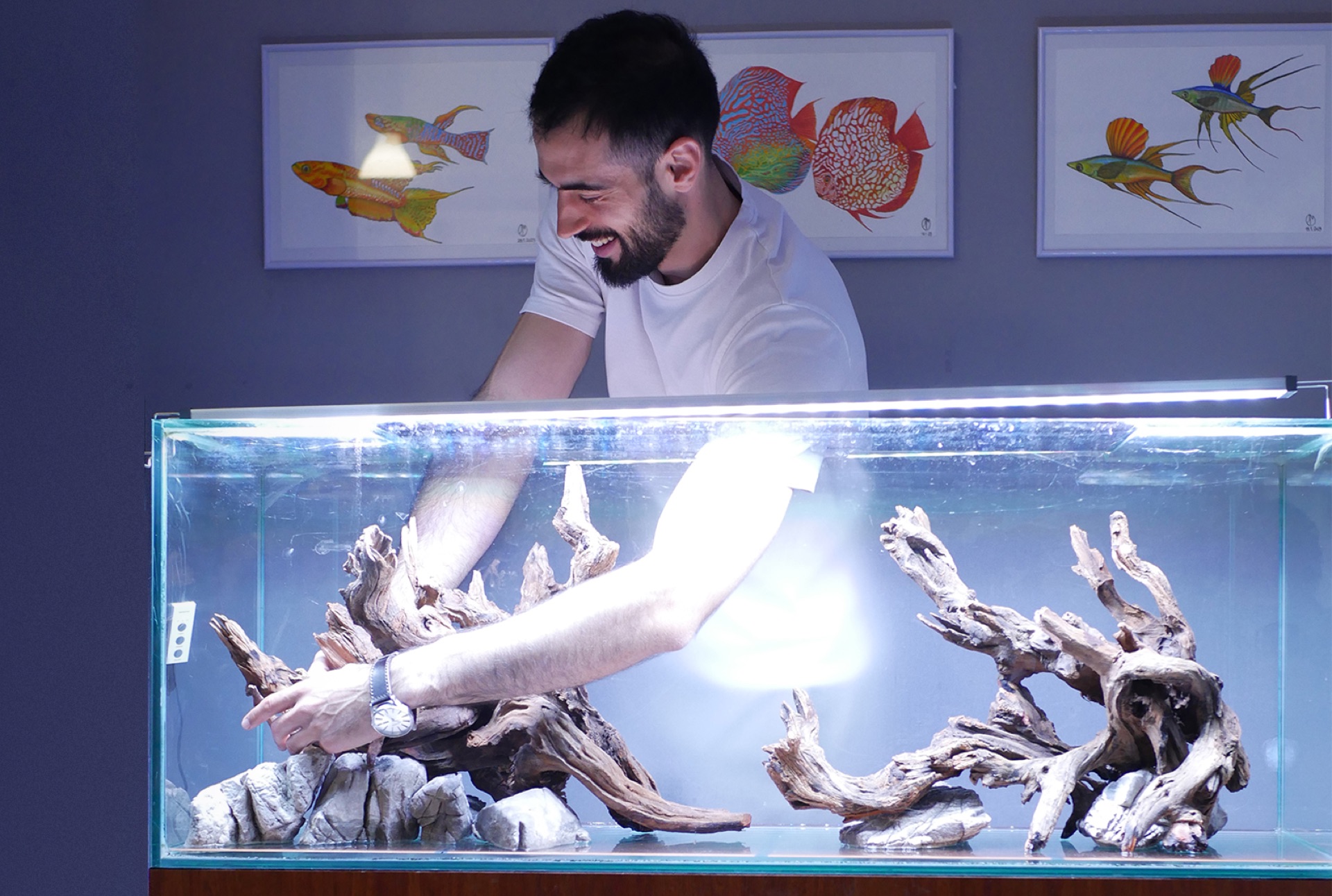 João Pinheiro sorri enquanto posiciona troncos de driftwood num aquário, com ilustrações de peixes na parede