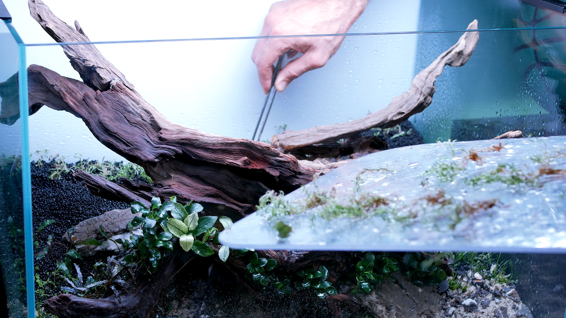 Mão com pinça a plantar entre troncos avermelhados e Anubias num aquário de luz clara