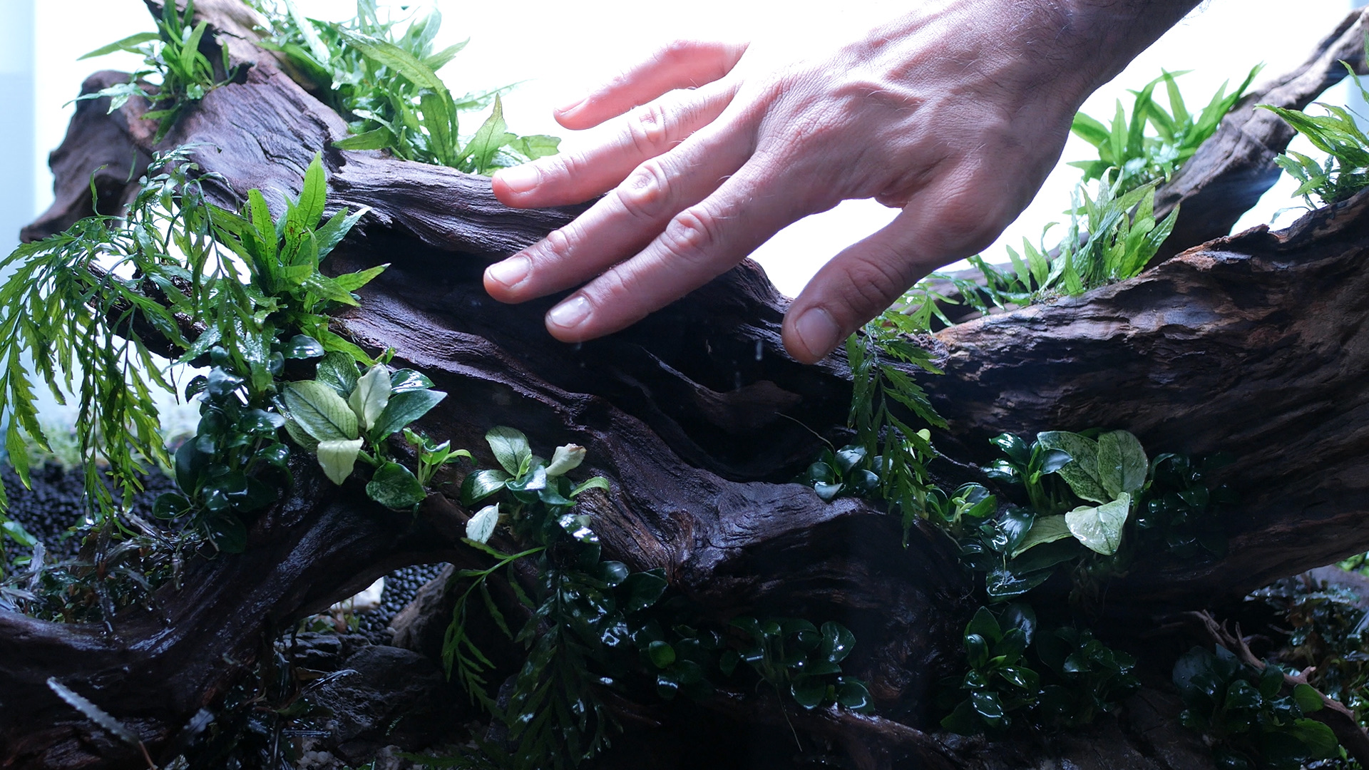 Mão aberta sobre hardscape de troncos escuros com fetos e Anubias, recortada por luz branca